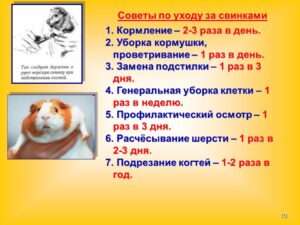 Что можно дать морской свинке вместо корма