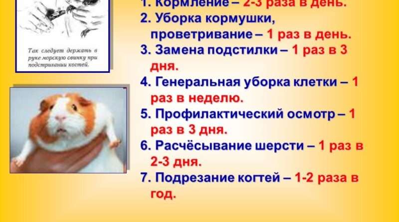 Что можно дать морской свинке вместо корма. Смотреть фото Что можно дать морской свинке вместо корма. Смотреть картинку Что можно дать морской свинке вместо корма. Картинка про Что можно дать морской свинке вместо корма. Фото Что можно дать морской свинке вместо корма