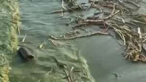 Что делать, чтобы вода в пруду не зеленела